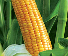 Насіння кукурудзи ЛГ 30267