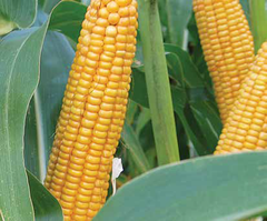 Семена кукурузы ЛГ 31377