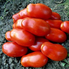 Насіння томату Сан Парадайс F1, 1000 шт
