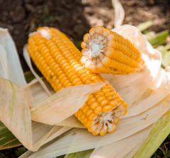 Семена кукурузы ЛГ 31388