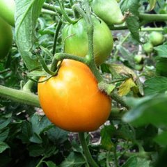 Насіння томату Флоренс F1, 1000 шт