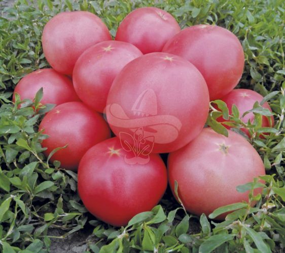 Насіння рожевого томату Пінк Світнес F1, 500 шт
