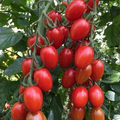 Насіння томату Редберрі F1, 1000 шт