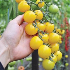Насіння жовтого томату Голдвін F1, 250 шт
