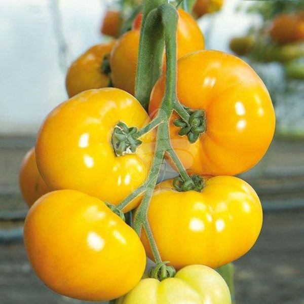 Насіння жовтого томату Ямамото (KS 10) F1, 100 шт