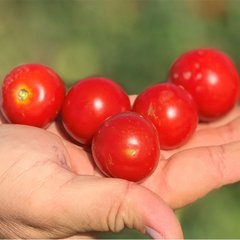 Насіння томату Ламар F1, 1000 шт
