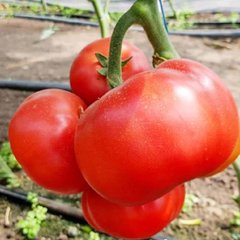 Насіння томату Реслер F1, 250 шт