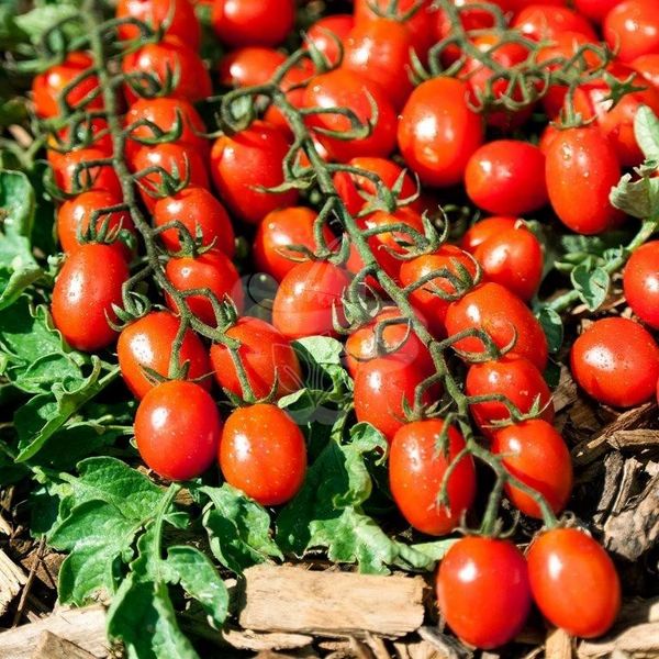 Насіння томату Туті Фруті F1, 250 шт