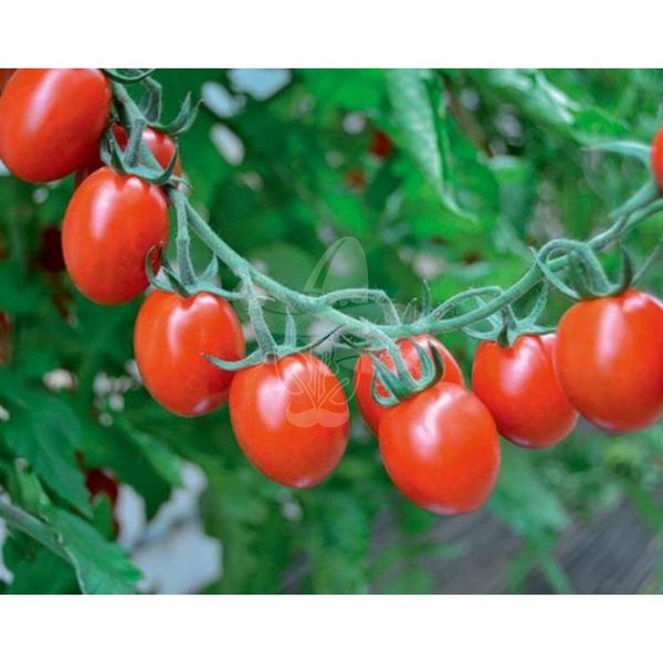 Насіння томату Туті Фруті F1, 250 шт