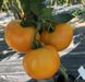 Насіння жовтого томату Єллоу Болл F1, 250 шт