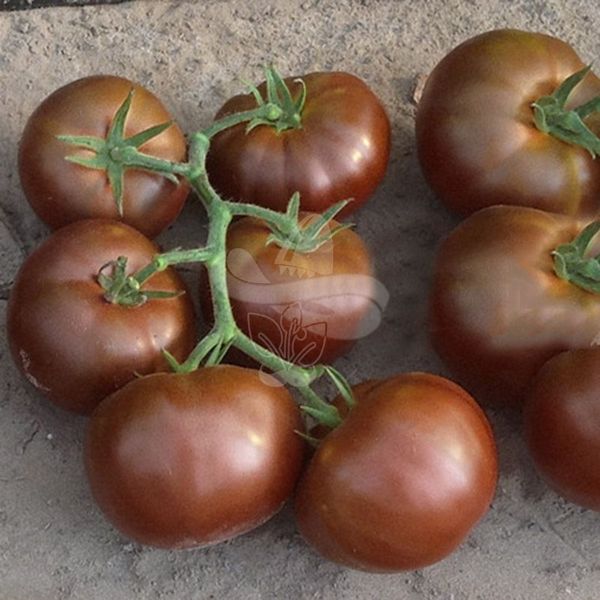 Насіння томату Бронсон F1 (CLX 37869), 250 шт