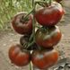Насіння томату Бронсон F1 (CLX 37869), 250 шт