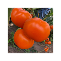Насіння помаранчевого томату Єллоу Пешен F1, 250 шт