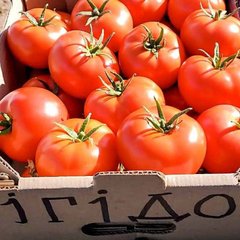 Насіння томату Ігідо F1, 500 шт
