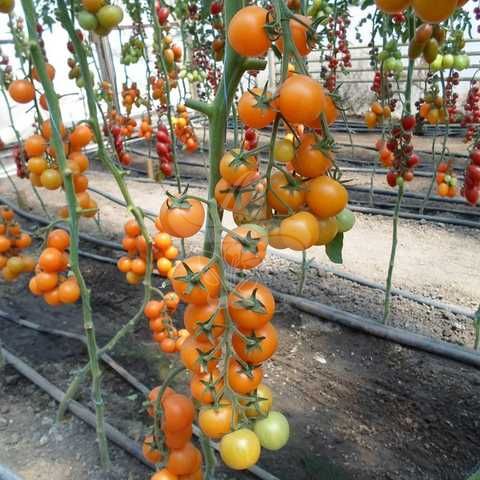 Насіння жовтого томату Нессі (KS 1549) F1, 100 шт