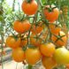 Насіння жовтого томату Нессі (KS 1549) F1, 100 шт