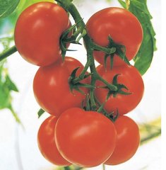 Насіння томату Крістал F1, 1 г