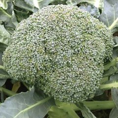 Семена капуста брокколи Орантес F1(калиброванные), 1000 семян