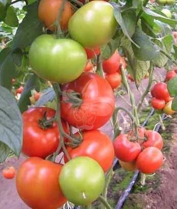 Насіння томату Матіас F1, 500 шт