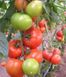 Насіння томату Матіас F1, 500 шт