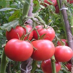 Насіння рожевого томату Касаморі F1, 500 шт