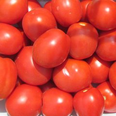 Насіння томату Вулкан F1, 25000 шт