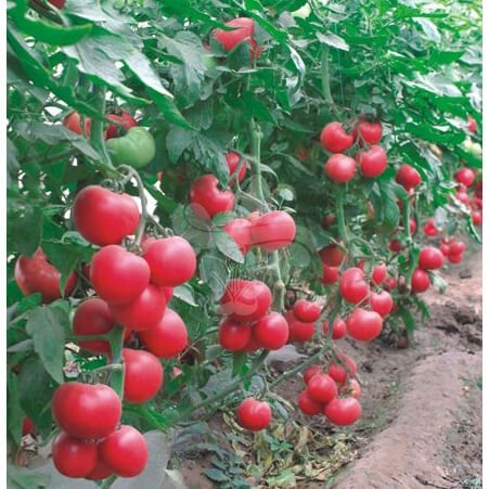 Насіння рожевого томату Касаморі F1, 500 шт