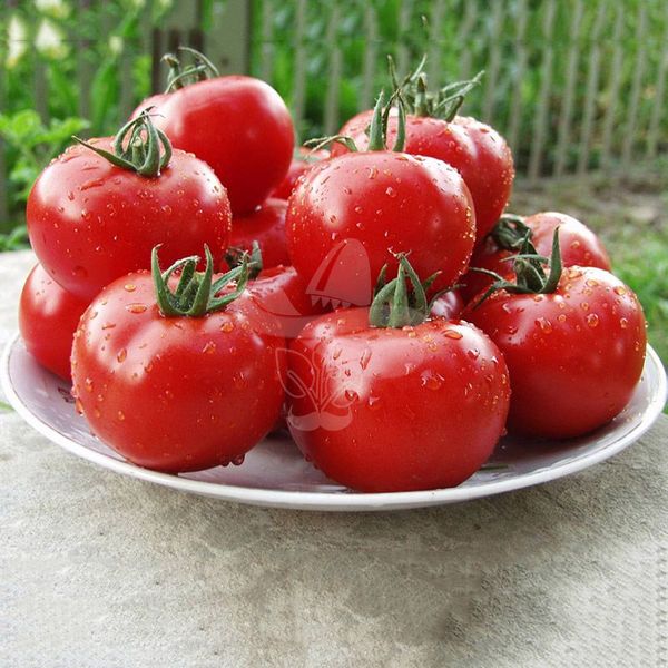 Насіння томату Чімган F1, 250 шт
