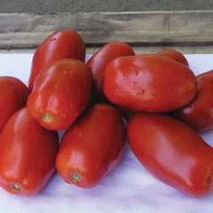 Насіння томату Інкас F1, 1000 шт