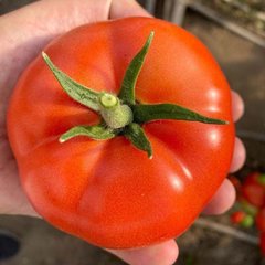 Насіння томату Матіссімо F1, 250 шт
