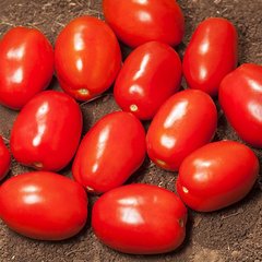 Насіння томату Деріка (KS 720) F1, 1000 шт
