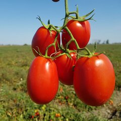 Насіння томату Рекордсмен F1, 1000 шт