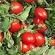 Насіння томату Деріка (KS 720) F1, 1000 шт