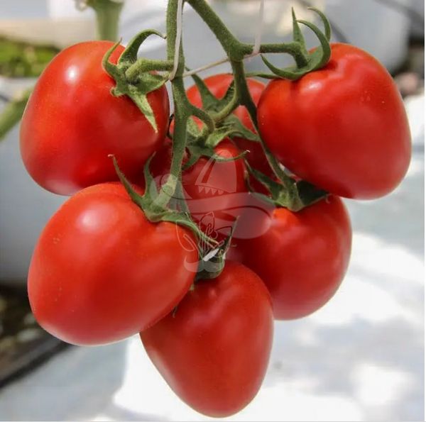 Насіння томату Колібрі F1, 250 шт