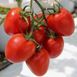 Насіння томату Колібрі F1, 250 шт