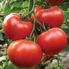 Насіння томату Президент II F1, 250 шт