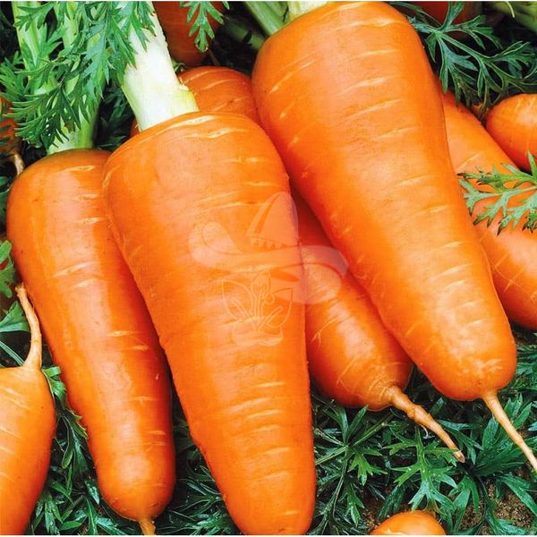 Насіння моркви Ред Кор, 500 г
