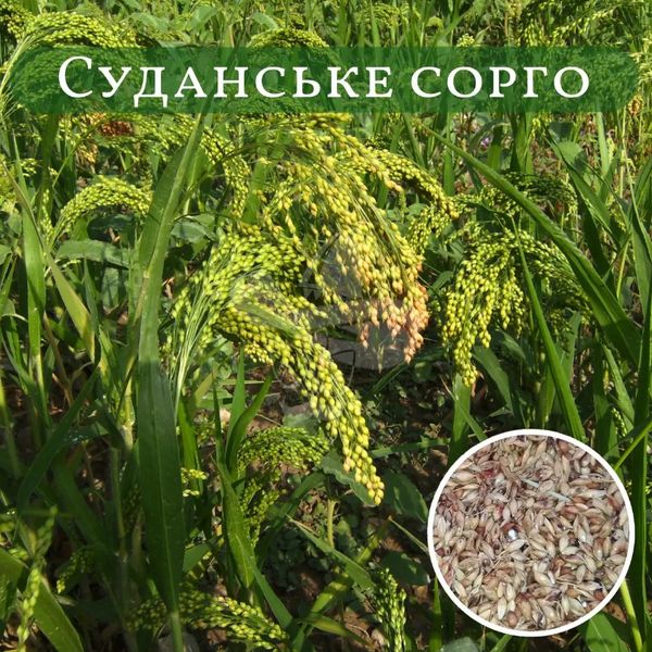 Суданка (суданське сорго), сидерат, 1 кг