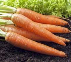 Семена моркови Каротан (калибр 1,6-1,8), 25000 шт