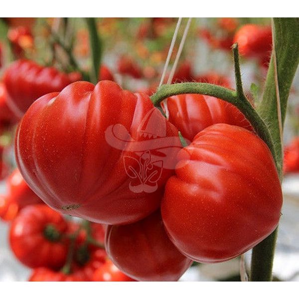 Насіння томату Сарра F1, 250 шт