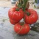 Насіння томату Сарра F1, 250 шт