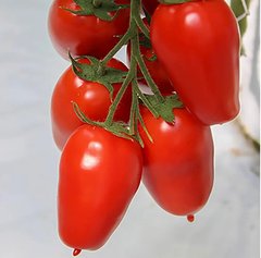 Насіння томату Айдар F1, 250 шт