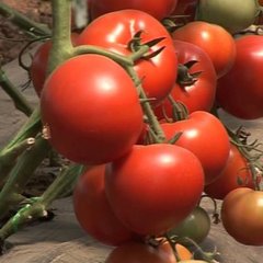 Насіння томату Корвінус F1, 500 шт