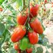 Насіння томату Айдар F1, 250 шт