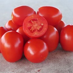 Насіння томату Фоккер F1, 25000 шт