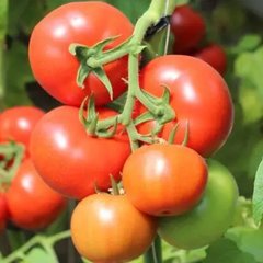 Насіння томату Байконур F1, 500 шт
