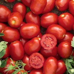 Насіння томату Уссар F1, 1000 шт
