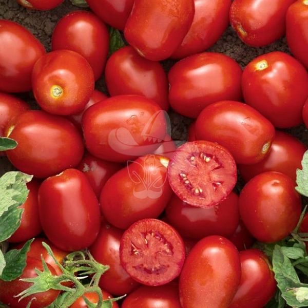 Насіння томату Уссар F1, 1000 шт
