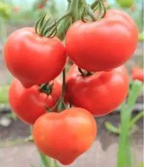 Насіння томату Беллфорт F1, 500 шт