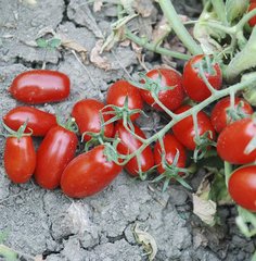Насіння томату Брісколiно F1, 10 насінин